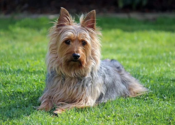 Silky Terrier dog