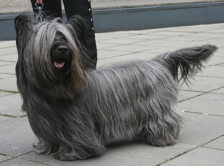 Skye Terrier dog