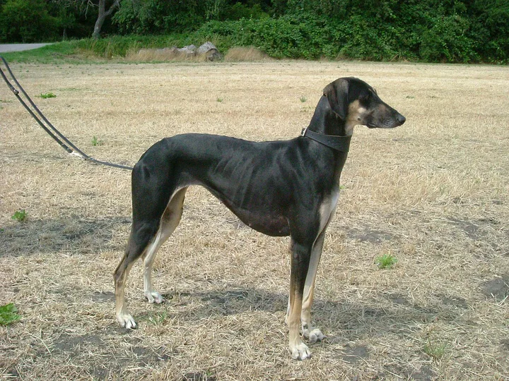 Sloughi dog