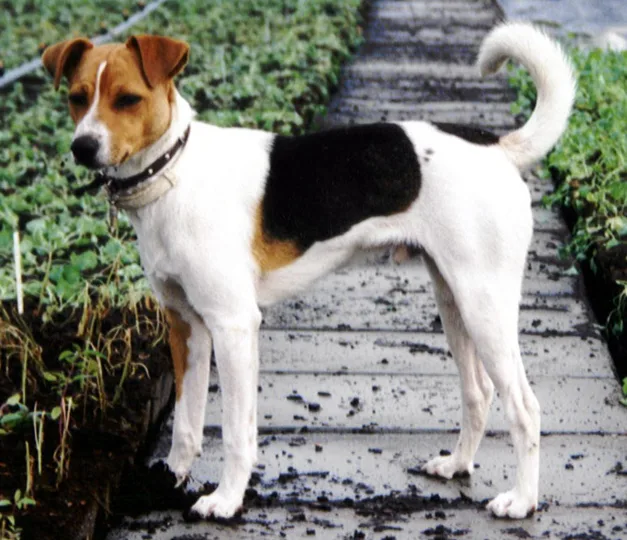 Smooth Fox Terrier dog