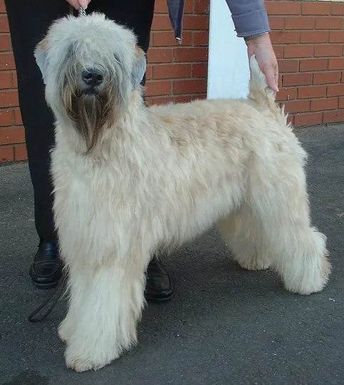 Soft Coated Wheaten Terrier dog