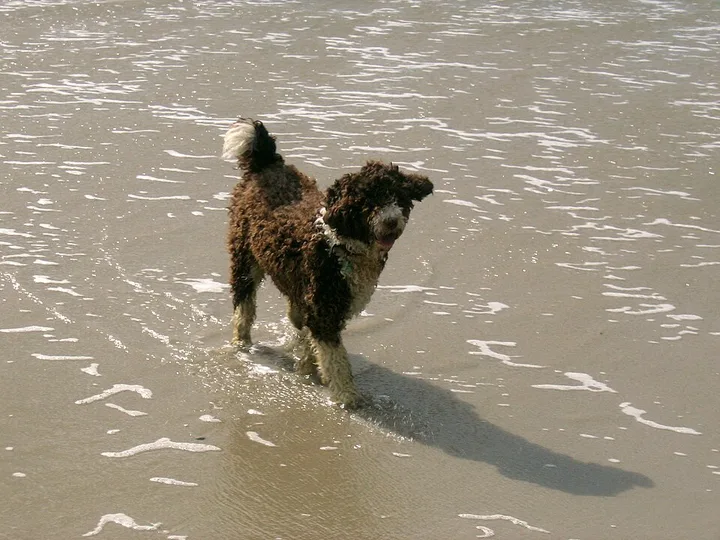 Spanish Water Dog dog
