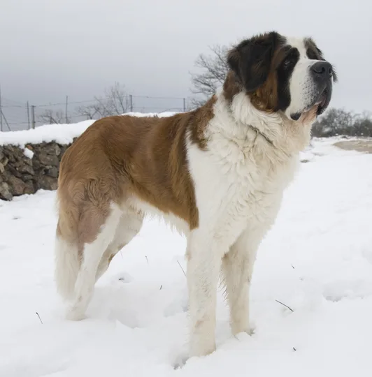 St. Bernard dog