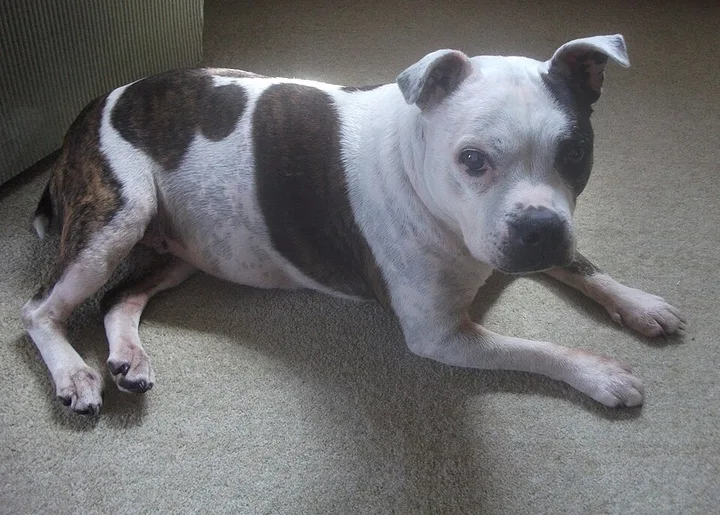 Staffordshire Bull Terrier dog