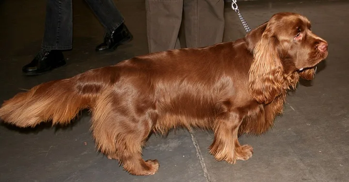 Sussex Spaniel dog