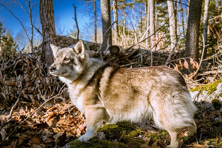 Swedish Vallhund dog