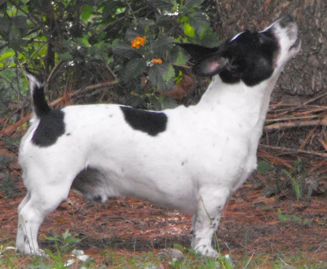 Teddy Roosevelt Terrier dog