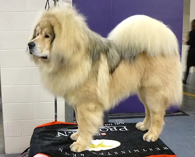 Tibetan Mastiff dog