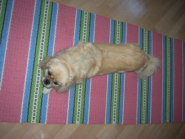 Tibetan Spaniel dog