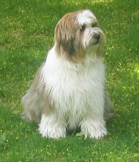 Tibetan Terrier dog