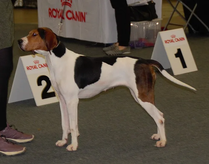 Treeing Walker Coonhound dog