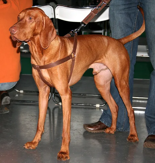 Vizsla dog