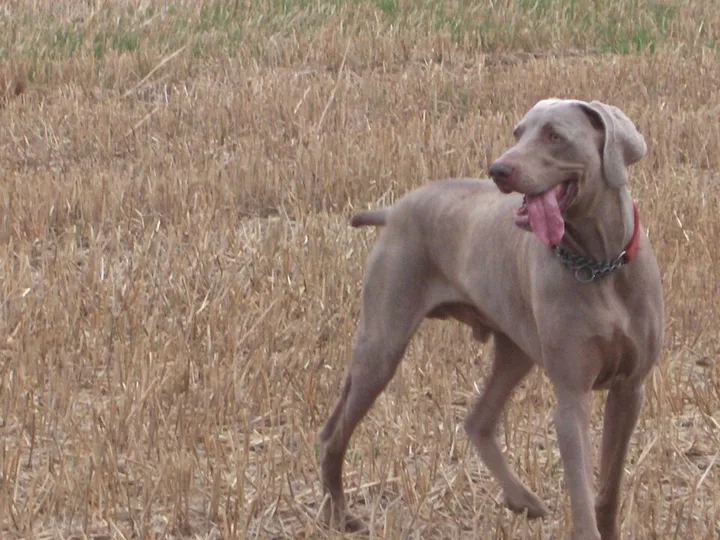 Weimaraner dog