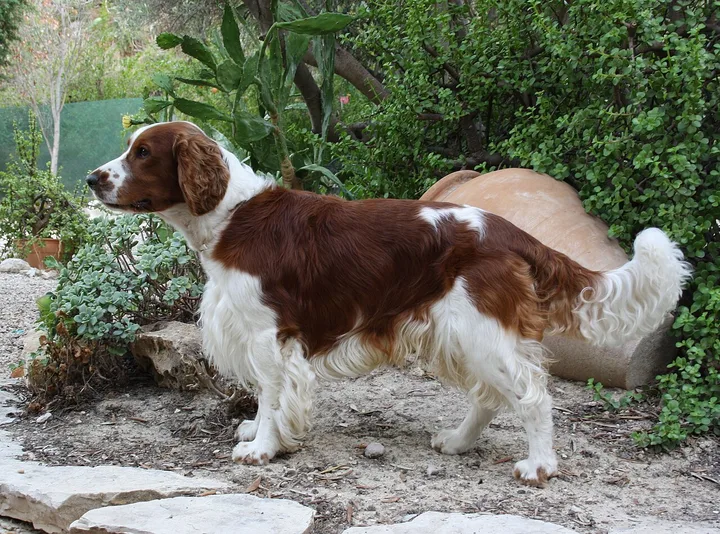 Welsh Springer Spaniel dog