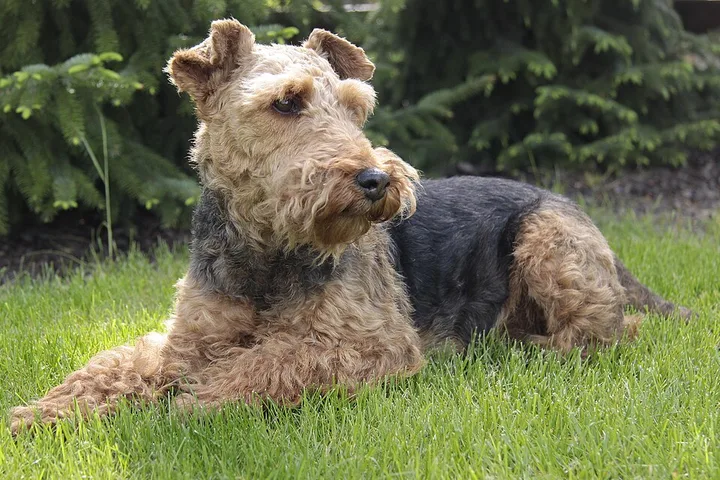 Welsh Terrier dog