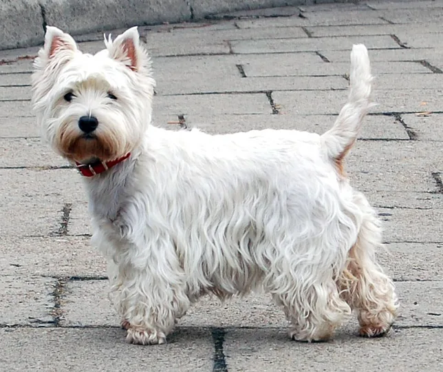 West Highland White Terrier dog