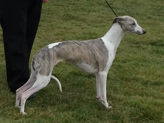 Whippet dog
