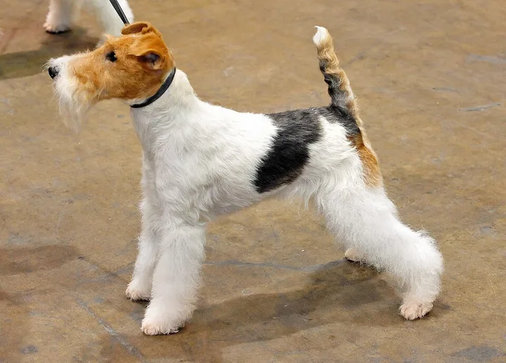 Wire Fox Terrier dog