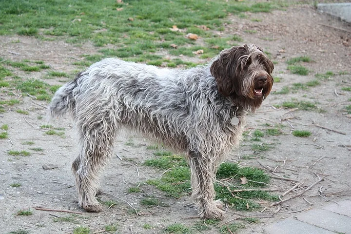Wirehaired Pointing Griffon dog
