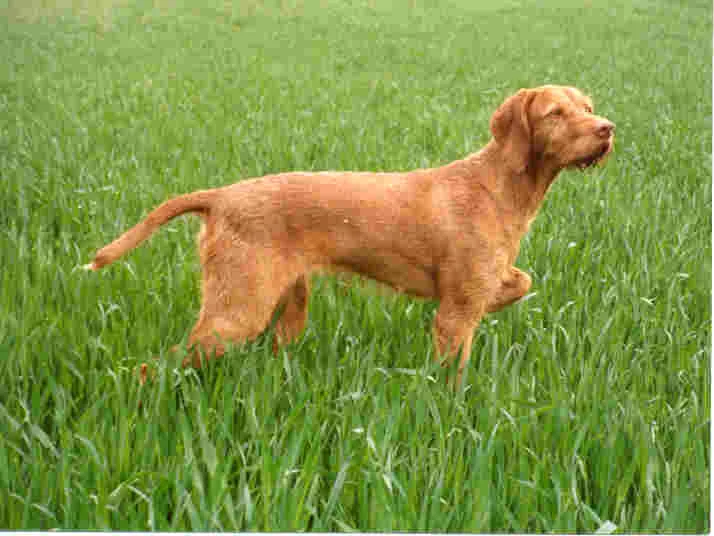 Wirehaired Vizsla dog