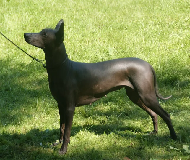 Xoloitzcuintli dog