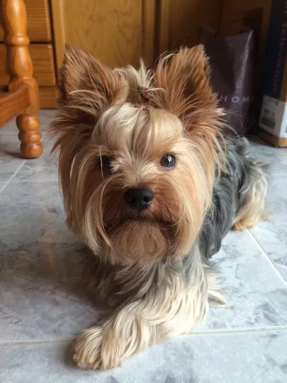 Yorkshire Terrier dog